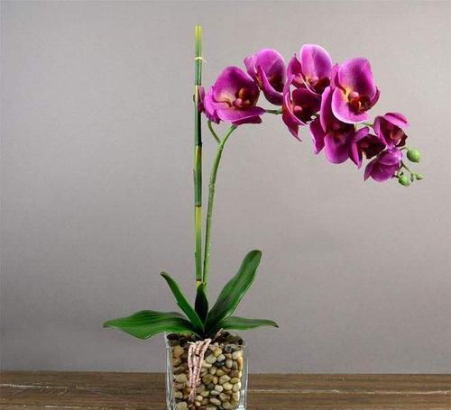  水苔|蝴蝶兰也能在家养护了，好方法你都用得上