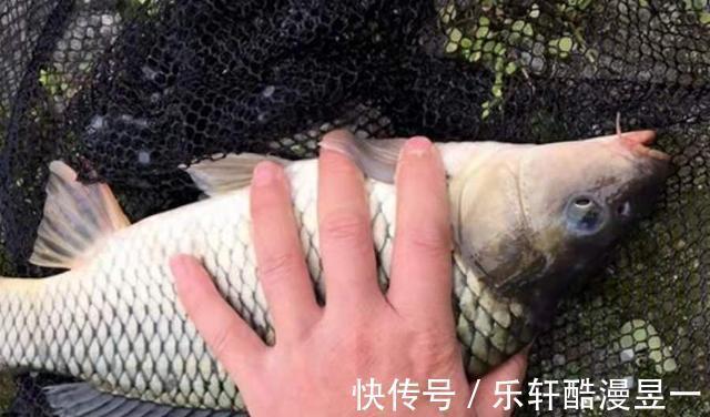 泄露|不止一次告诉你,夏天“征服”鲤鱼,唯独这钓法百用百灵,别泄露