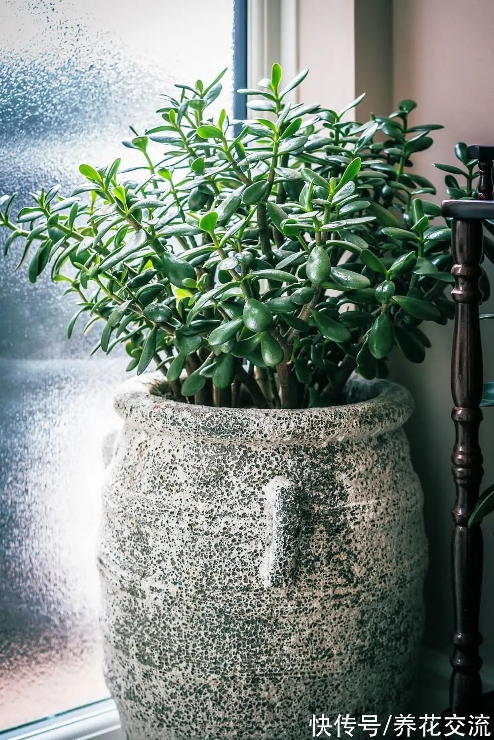 掌握8点养好玉树的技巧，其他景天科青锁龙属的多肉都能养好了