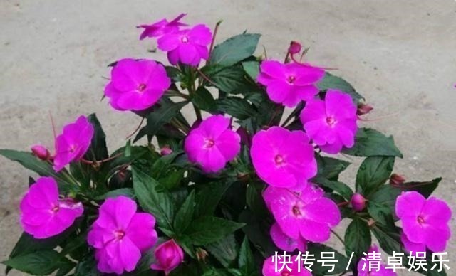 养花怕养不好就选三种花,有土有水就行,随手一养就爆盆!