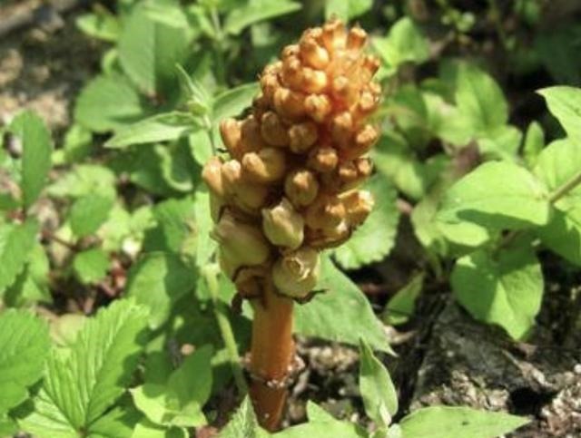 在山坡下,倘若遇见1种“野生天麻”,请别乱挖,1斤卖650元!