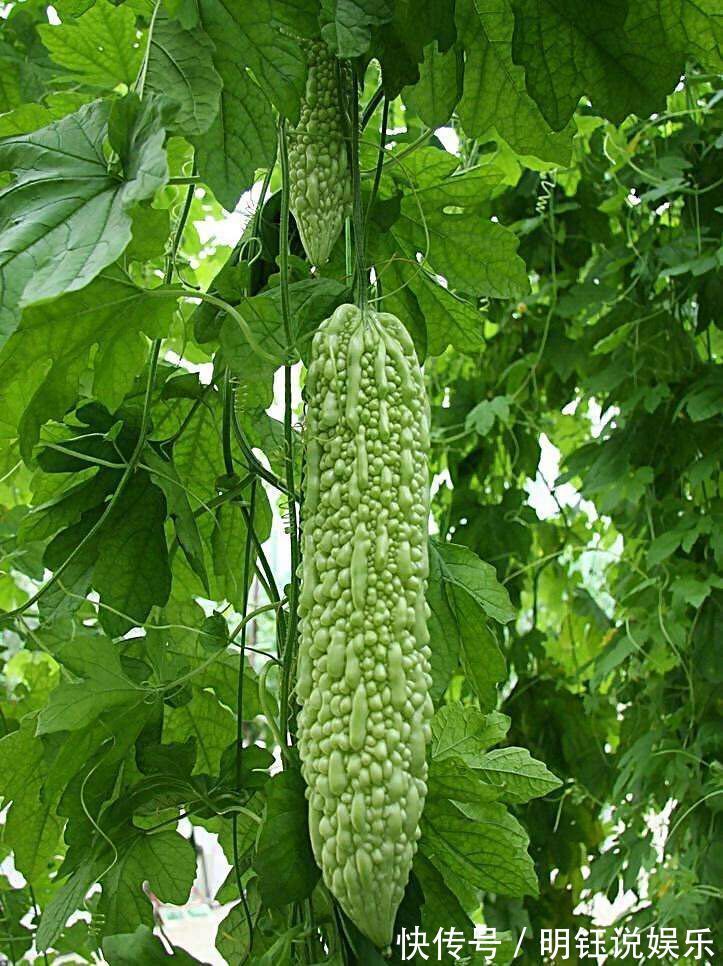 食用|警告苦瓜和它一起食用,就是“没病找病”,请记住告诉家里人!