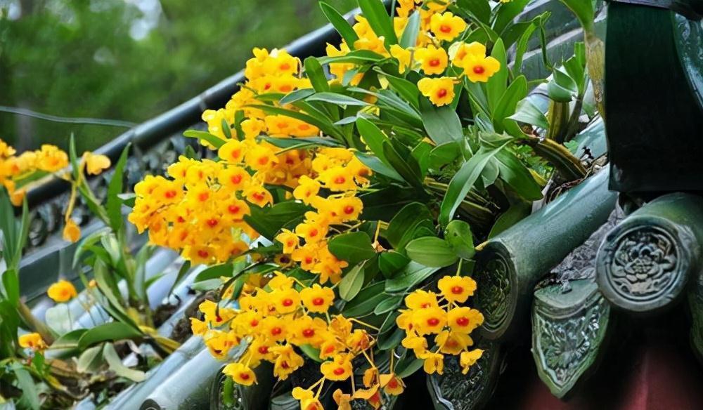 “10种花”好养又漂亮,有点散光就“生长”,花叶俱美,富贵大气