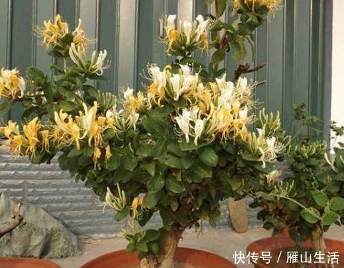 茉莉花|聪明人养花,这3种“花”怎样也要养一盆,每年能省不少医药费