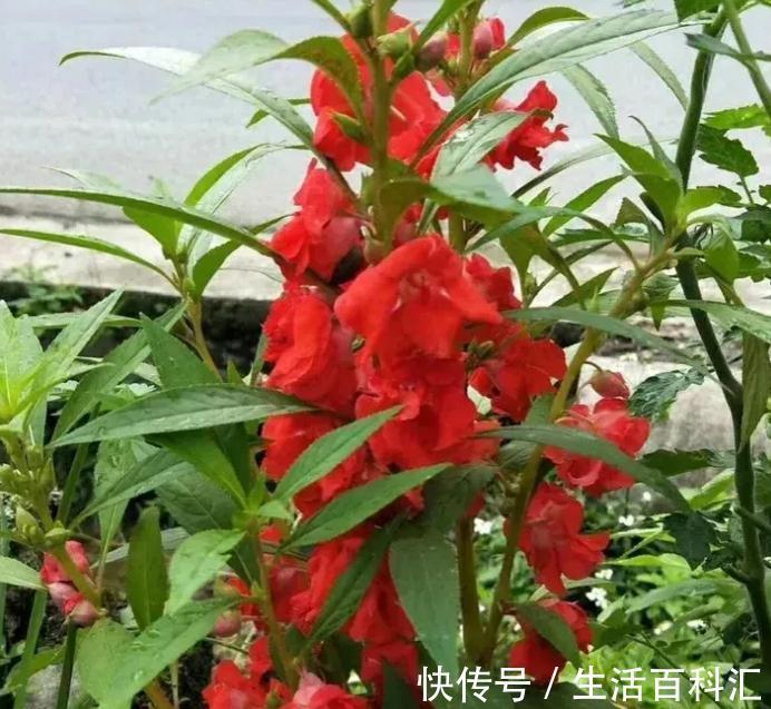 这4种花不易生病好养活,开花就爆盆,园艺新人小白入手不吃亏