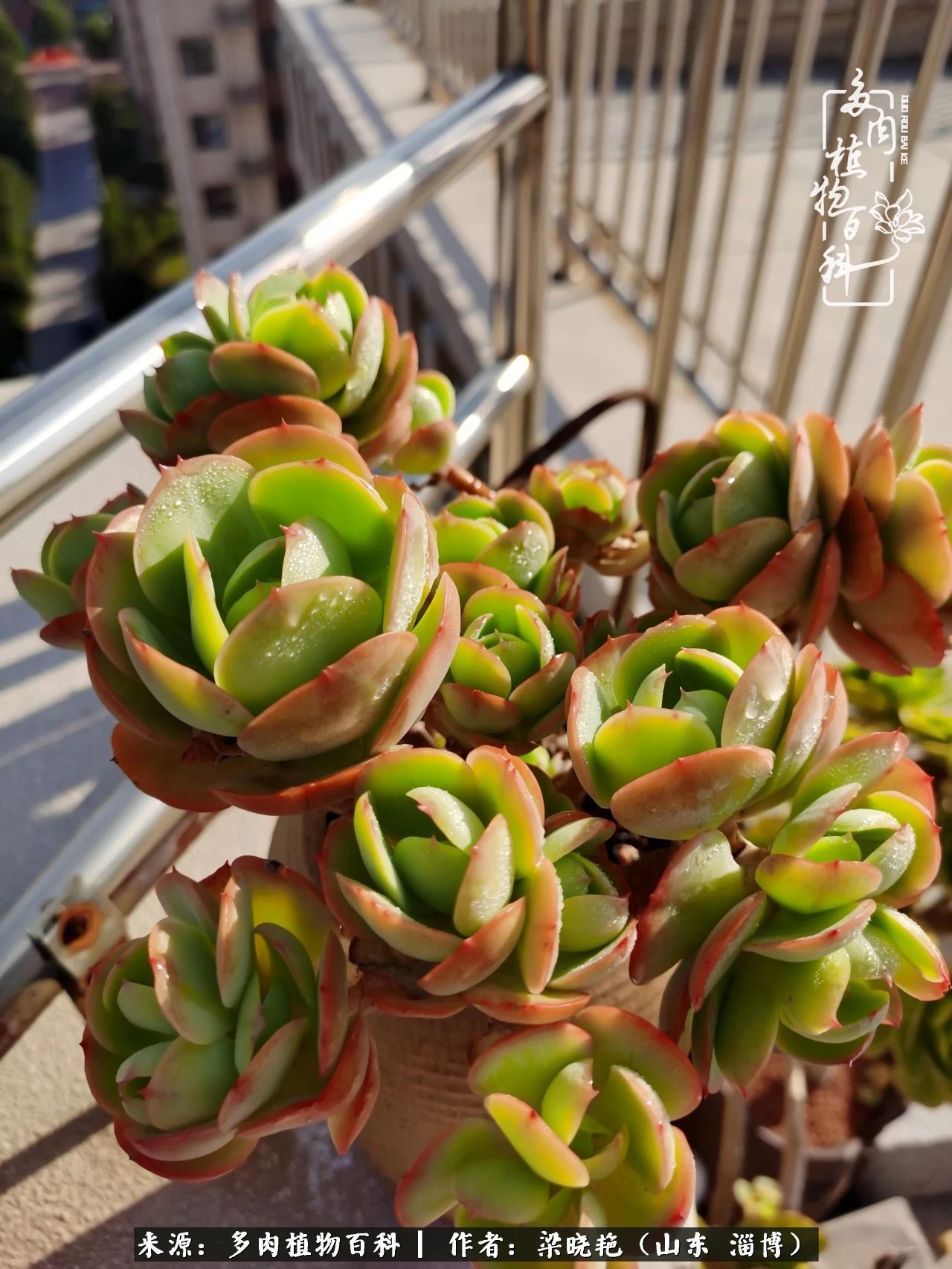 多肉植物|暑往秋来，夏天成了故事，迎来多肉最美的季节！