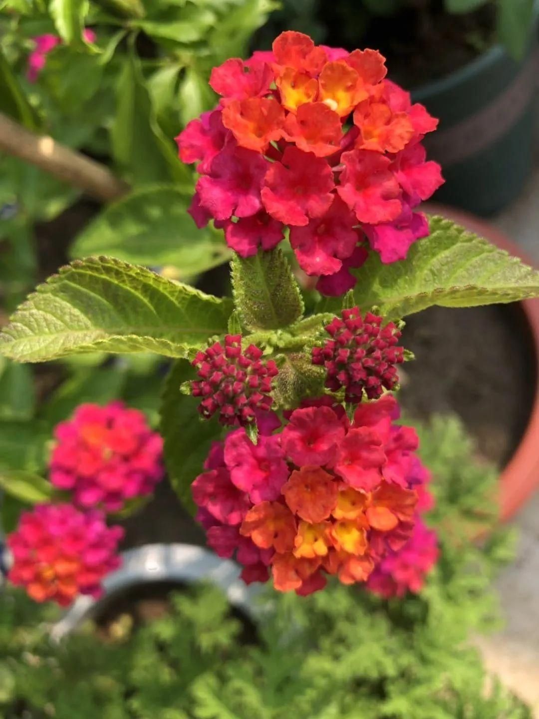 显摆一下我的家丨花开香满院，爱花人在自家庭院建小花园