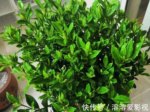 卫生间养花,首选这4种耐阴不怕潮的植物,长势好、空气更清新