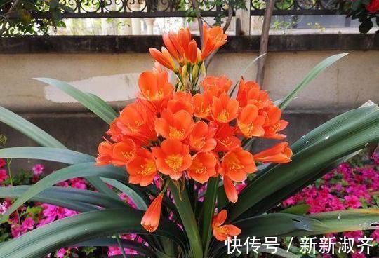 养花就用它做花肥,半年追加一次,比柳枝水、阿司匹林实用