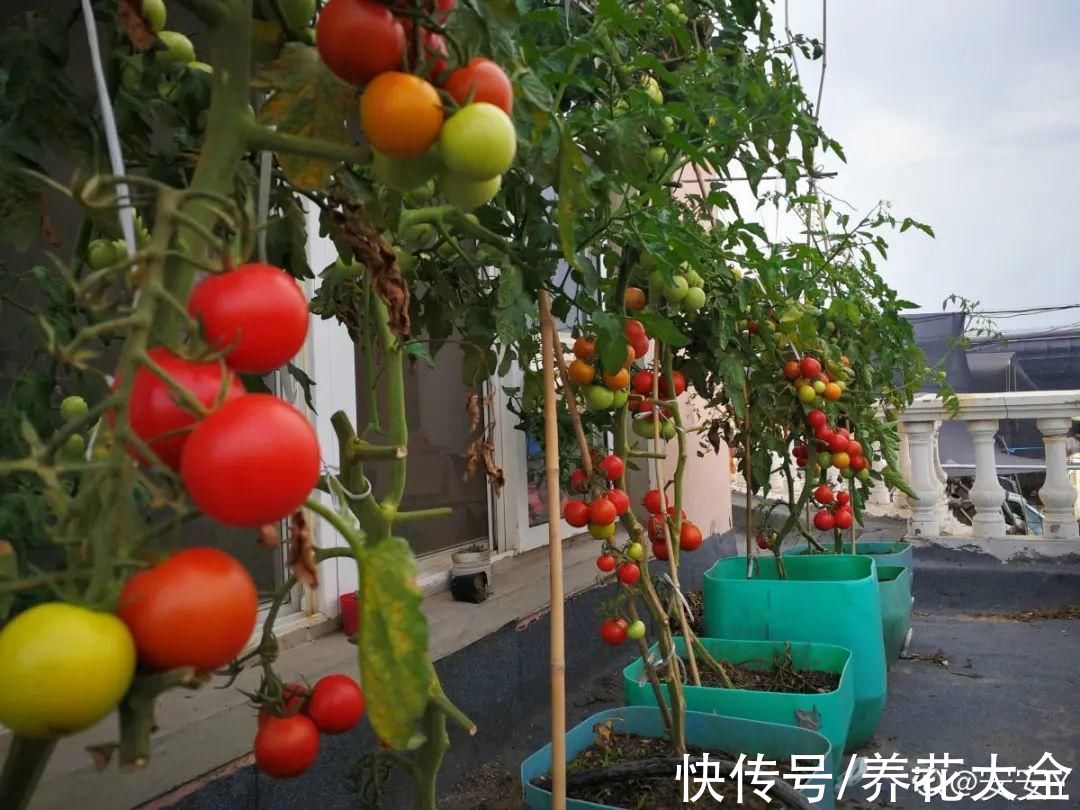 50种花春天播种,长满小院子,能开一整年