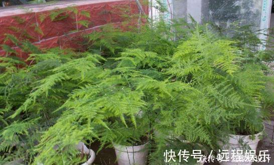 养文竹|文竹养护“小窍门”,几个细节做到位,叶子不黄不干,油绿爆盆