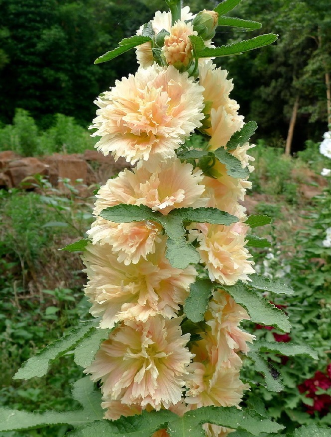 漂亮的蜀葵开花了，随便撒些种子，来年就是一片花海！