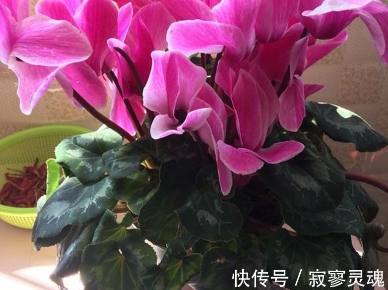 适合小盆栽种的这3样花卉,秋冬入手,正好方便春节赏花