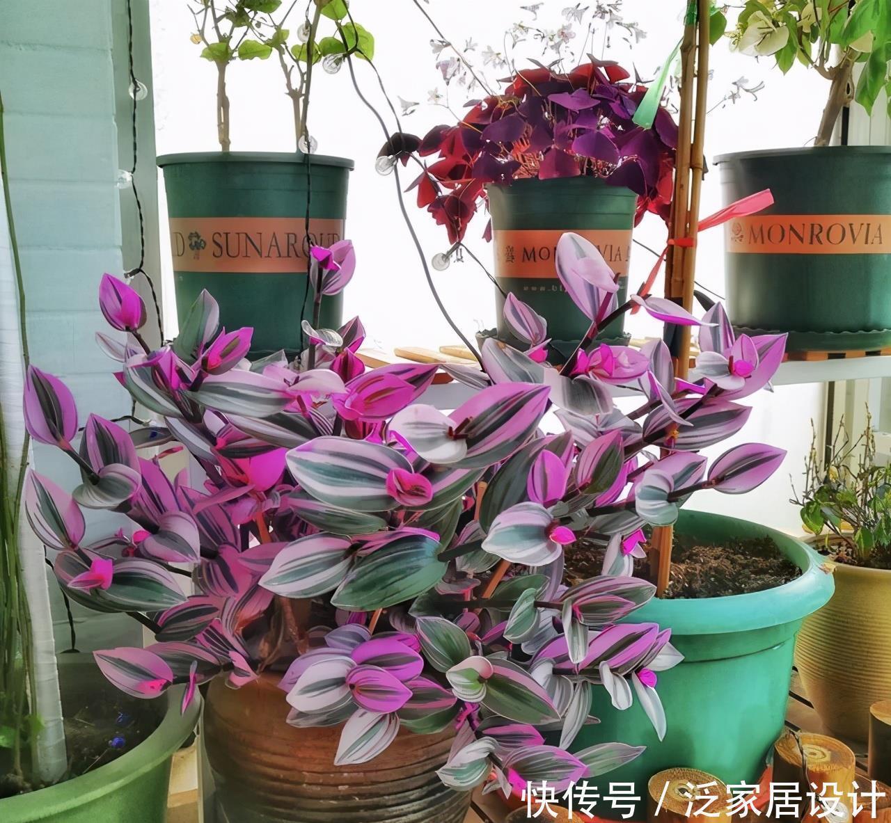 白菜价|很贵的“高档吊兰”,养起来太容易,现在沦为“白菜价”