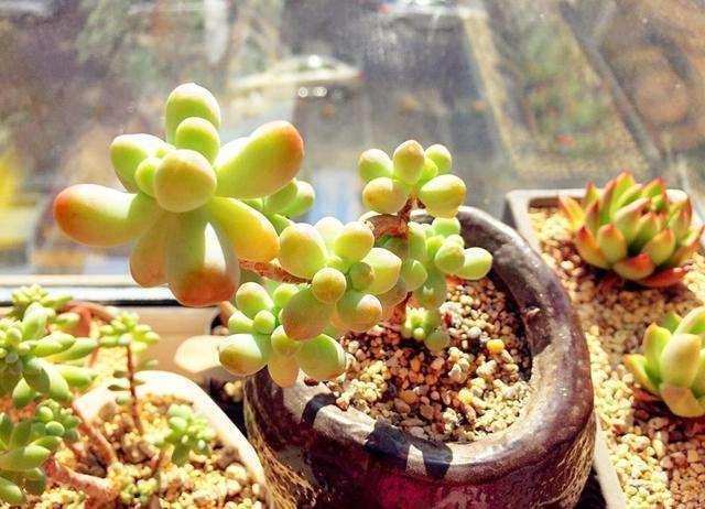 多肉为何要晒满八小时知道利弊后，才明白其中道理