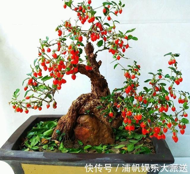 叶绿枝壮|没钱养花就养它，剪个枝埋土里，10天生根，一年变漂亮盆景结满果