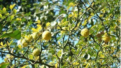 中薪|农村这种“防贼”树,浑身都是宝,能当野菜又能化痰清肠胃