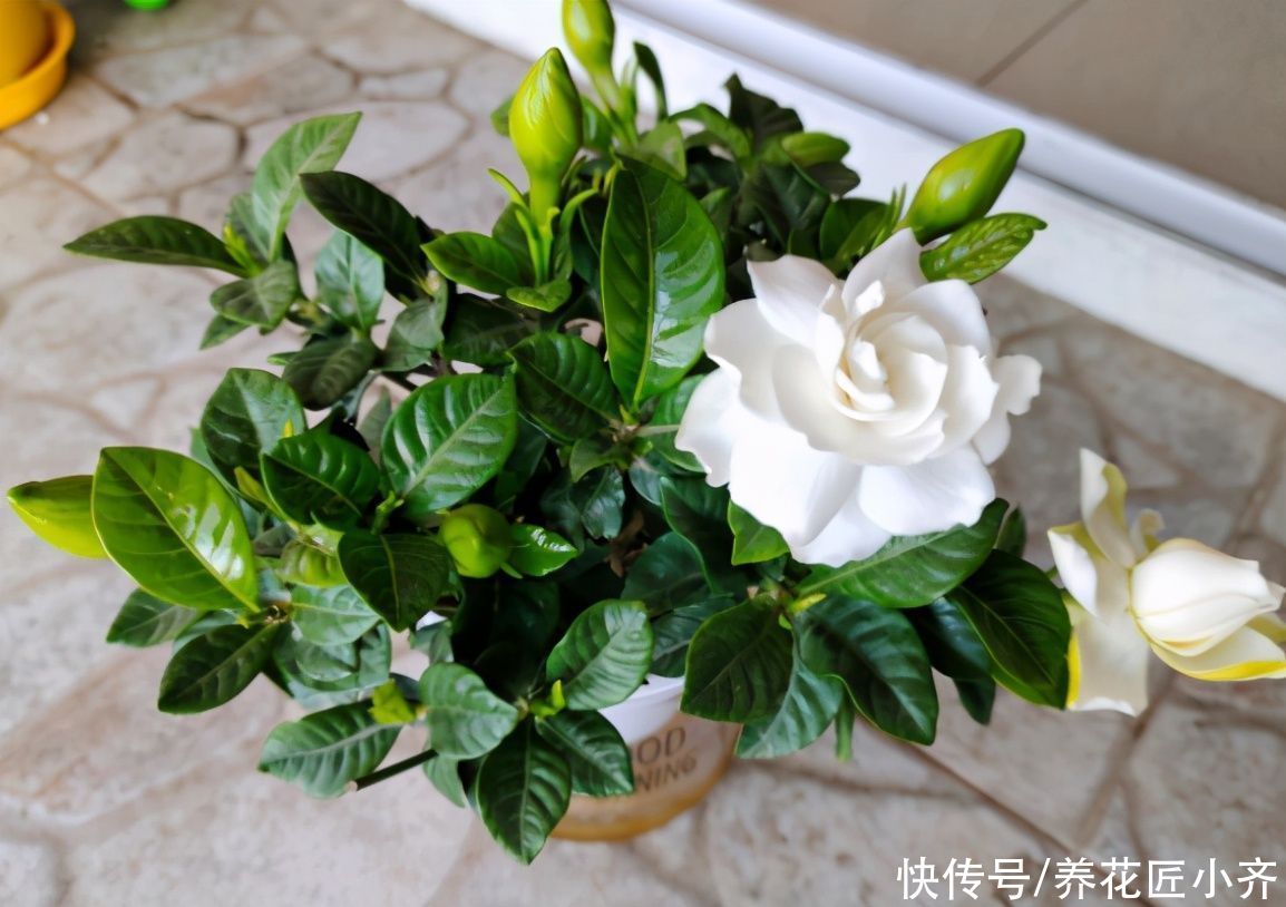 夏季高温，栀子花有“3喜3怕”，抓住生长旺季，下次花量翻倍