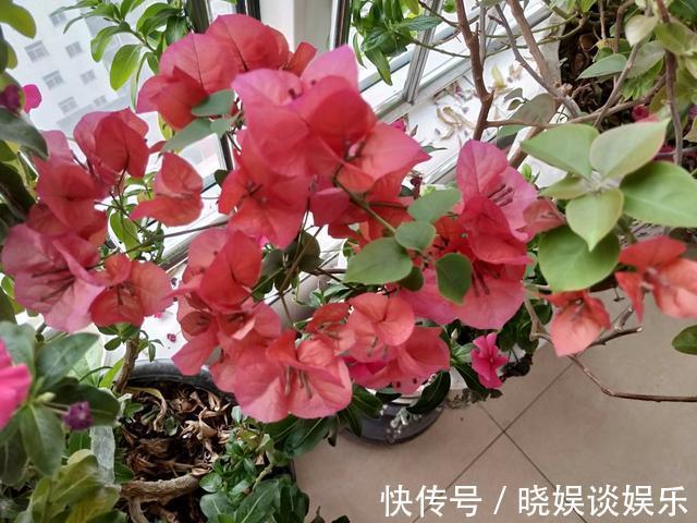 三角梅开花少、不开花学会这“3招”，不出1个月，开成大花球！