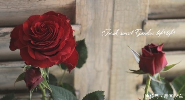 25款庭院月季推荐。助你打造五彩缤纷的庭院,丰花好养还能盆栽