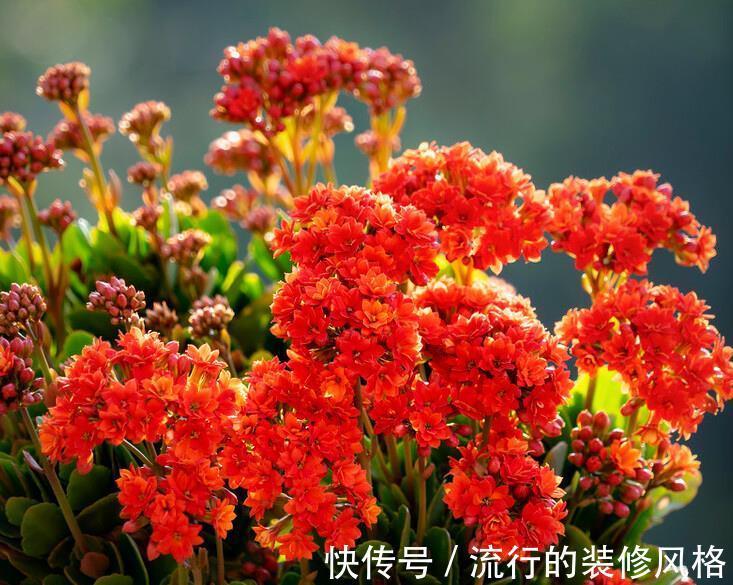 扦插|家有长寿花,心情愉悦,长寿花这么养四季开花