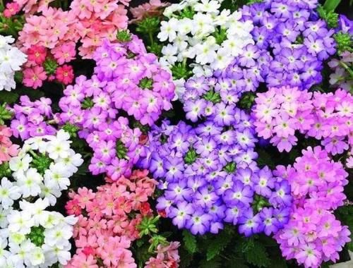 庭院选这几款花，花姿妖娆，花儿轻松开爆盆，适合阳台盆栽