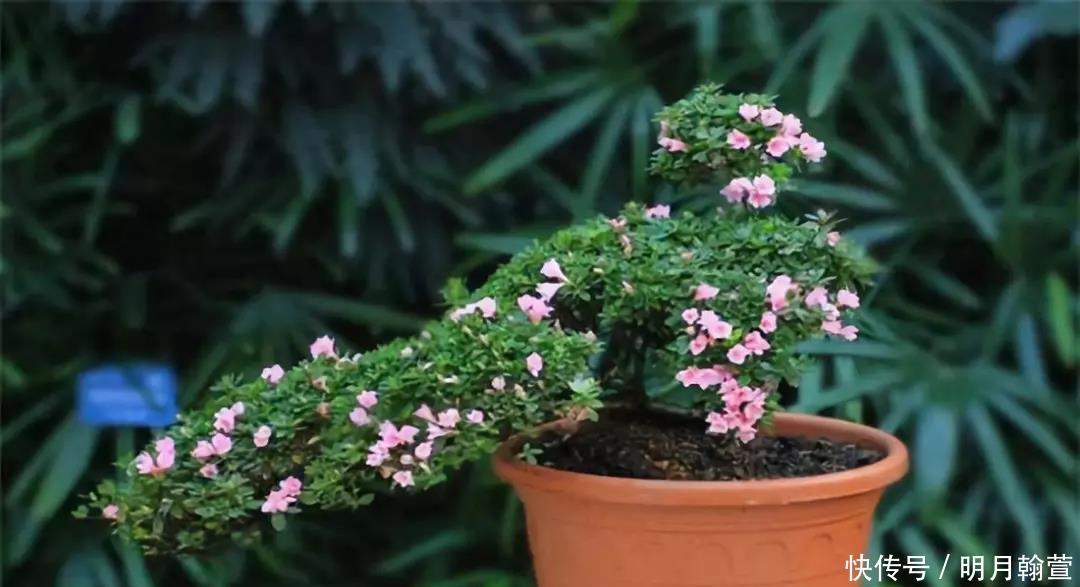 要点|冬天怎么养花不会死,六个要点要记牢