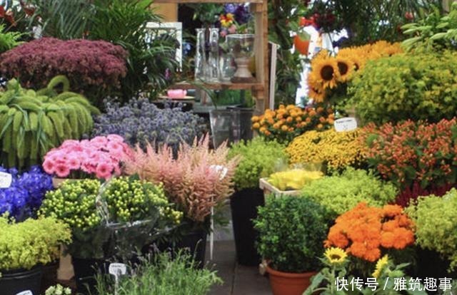  放在阳台上|总是养不好绿萝？不妨养3种“懒人花”，放阳台上晒，开满花！