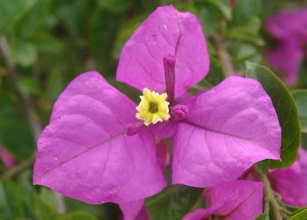 初冬扦插的三角梅,做好这两点,平稳度过一冬天