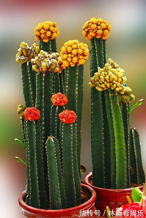 儿时种下一颗仙人掌，10年后，爷爷打来电话，现在2万都不卖！