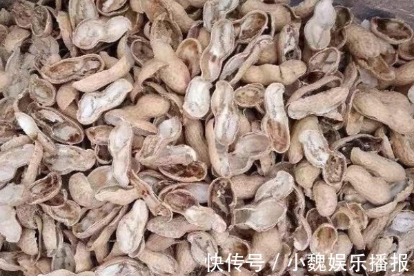 花生壳|家家都有的“4种壳”,花盆里加点,嗖嗖长爆盆,都是养花好肥料