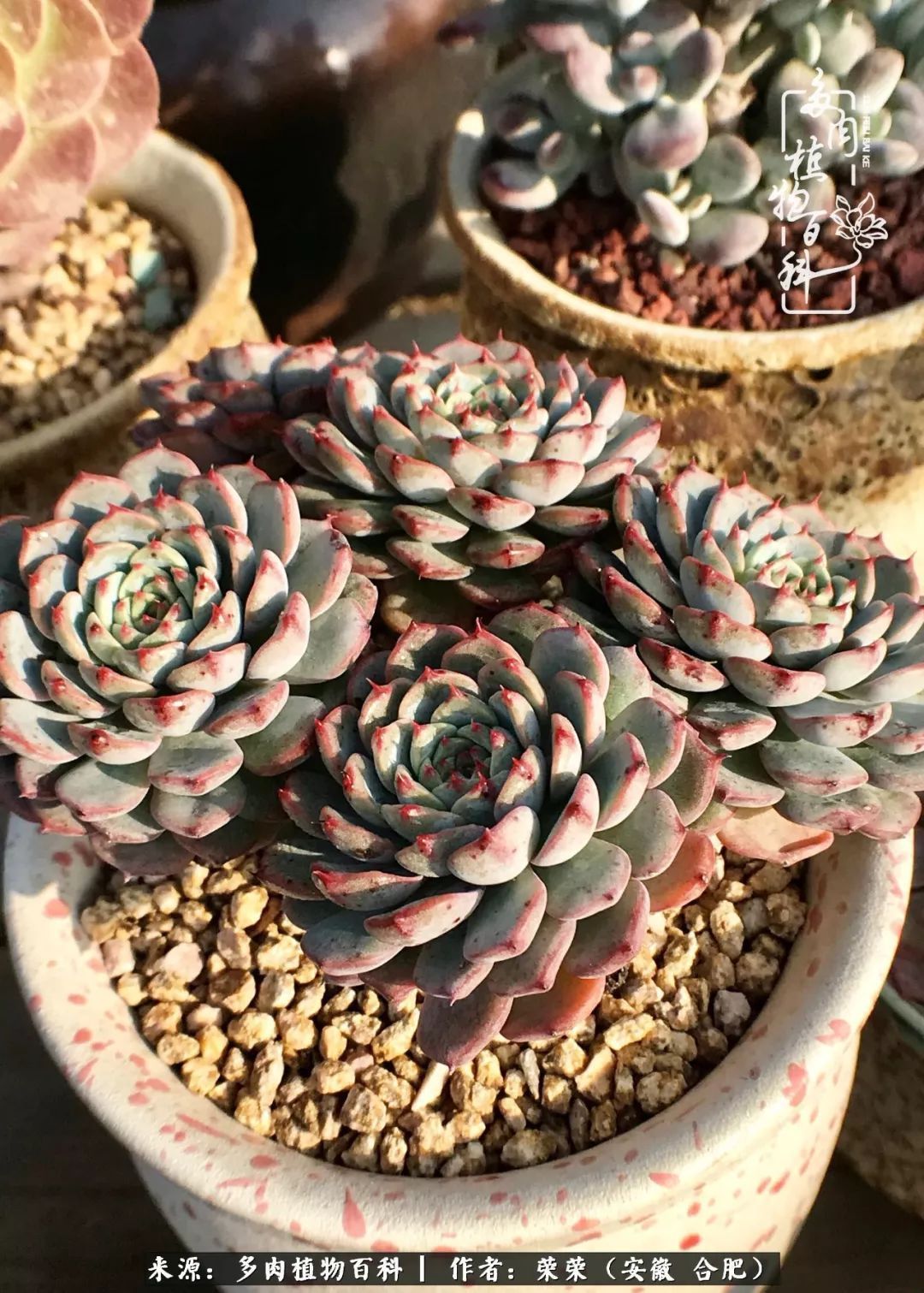 金秋时节,变化带来的惊喜不正是养肉的乐趣所在么!