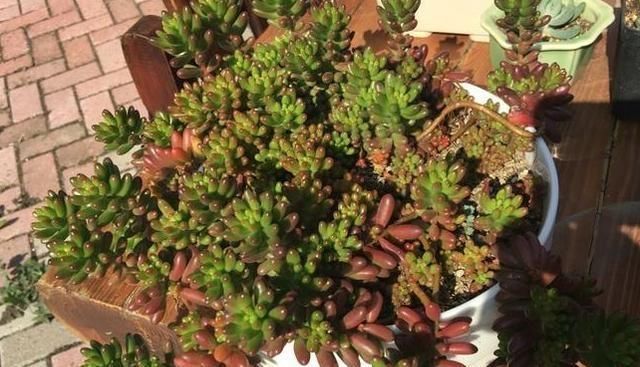 3种多肉，天热少浇水，养护成“老桩”，欣赏价值高