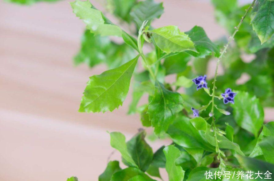  奶油味|花中“甜心”蕾丝金露，巧克力奶油味，一闻就上瘾