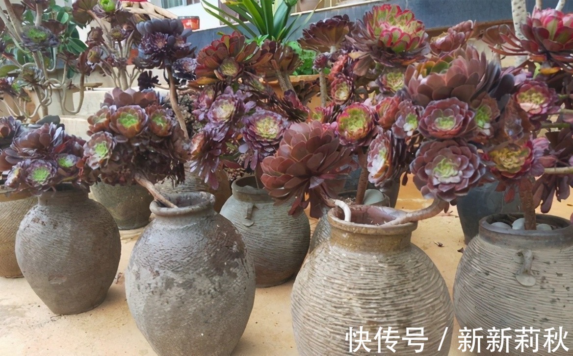 坛子|十多年前的老坛子，收集起来打孔改造，用来种多肉可不是一般的美
