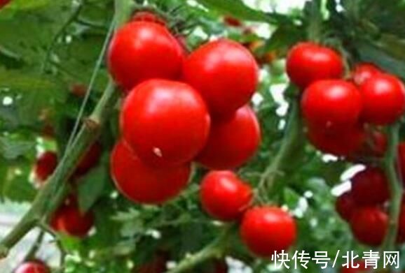 西红柿|吃这种药物时,千万别吃西红柿!对身体伤害太大