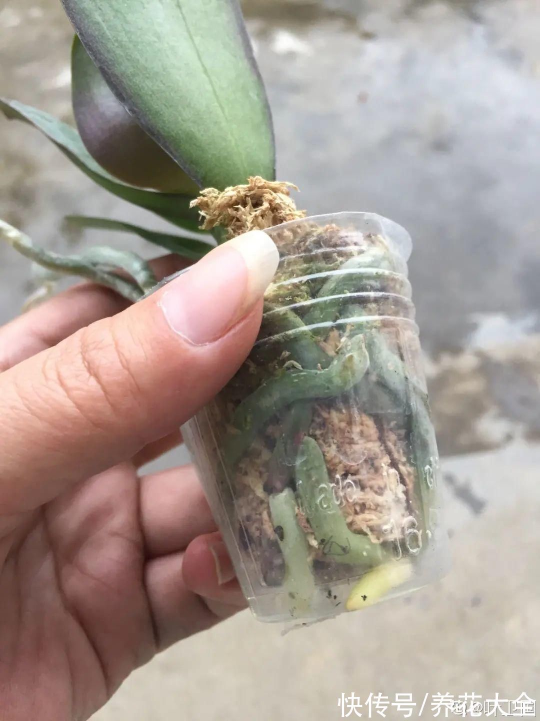 养花大棚倒闭,“贵货花”路边扔了一地,后悔没带个大麻袋