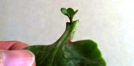 此3种花不用买,手勤快的人摘个叶子就长一棵,2个月长满盆