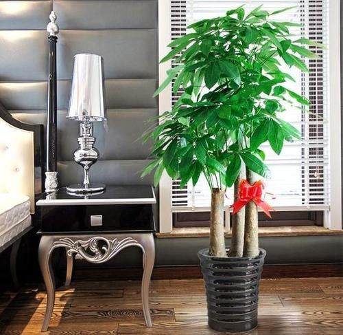 客厅摆什么植物容易养、寿命长,又不需要怎么打理?