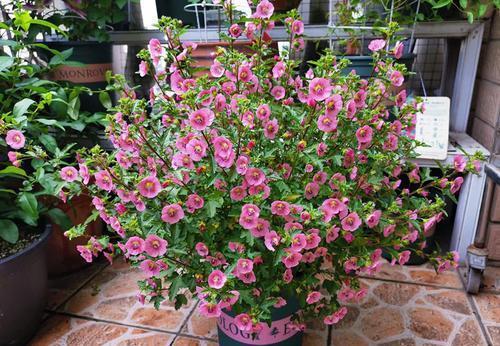 养护|家里养了4种花,夏天也别忘了施肥,不然花香淡开花少