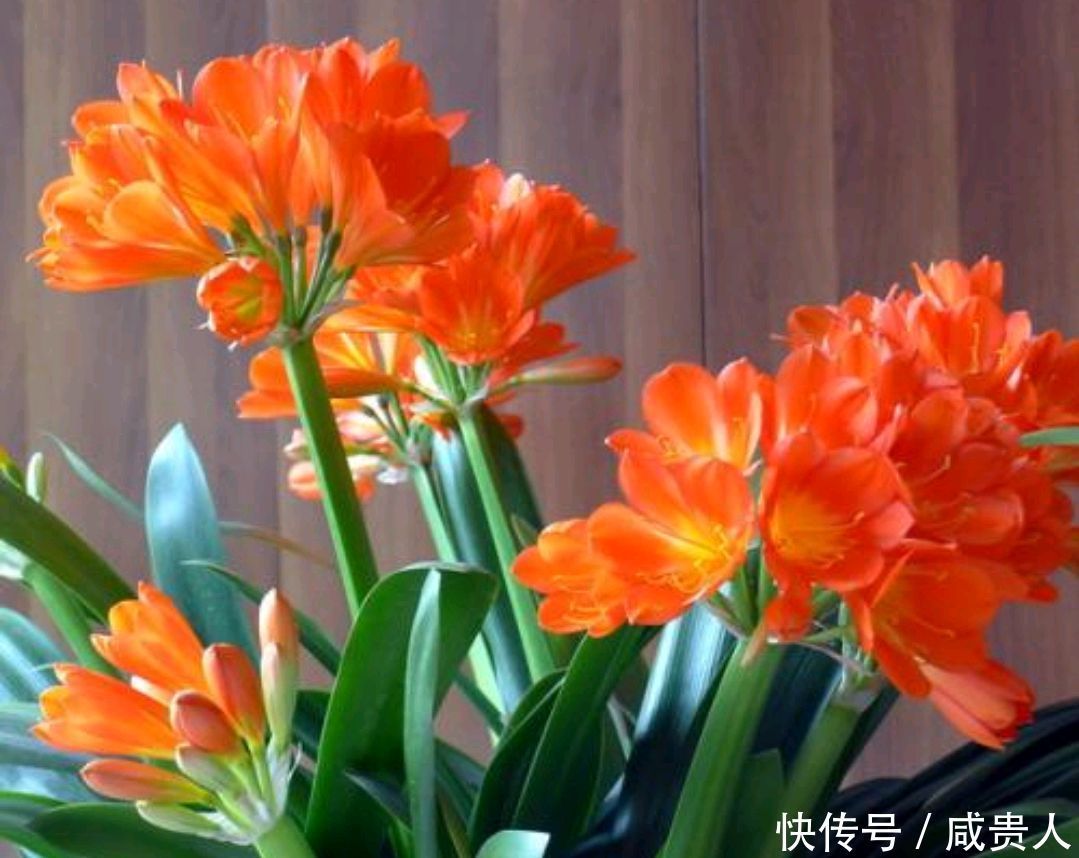 冬养君子兰,补充养分才能开花美,怎样补充养分?