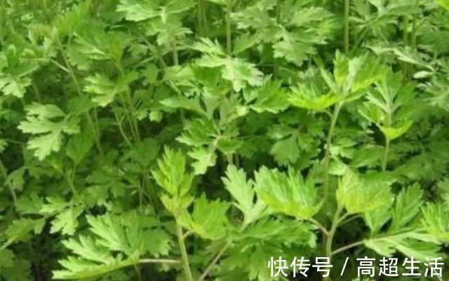 养生|秋季女性养生,四种食物离不开,润肤养颜,刮油排毒,越吃越年轻