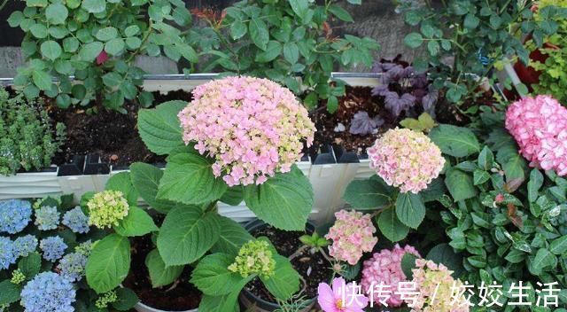夏天|夏天有2种花，又热又晒也开花，扦插即活，皮实好养