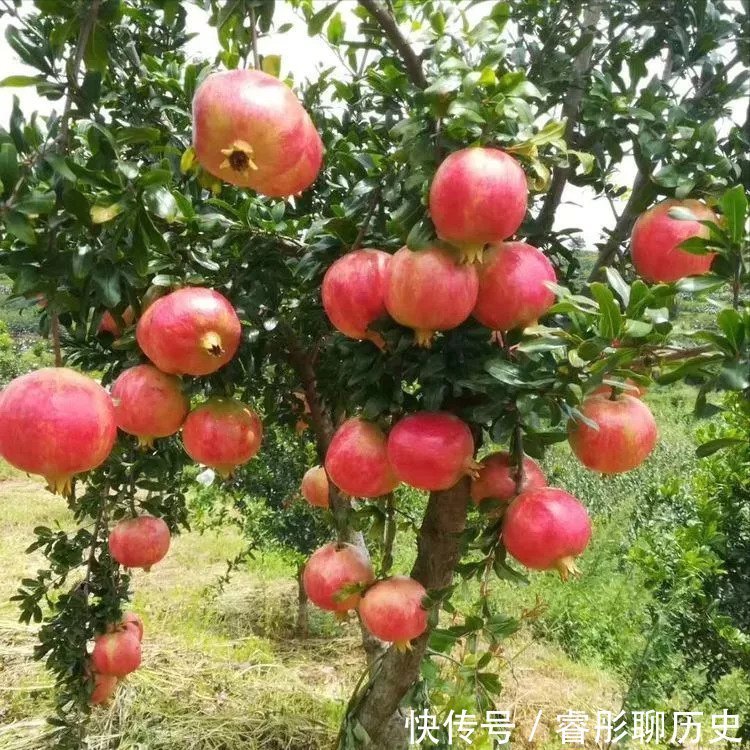 桂花|家里种树有讲究，4种吉祥树，庭院种一棵，多子多福又吉利