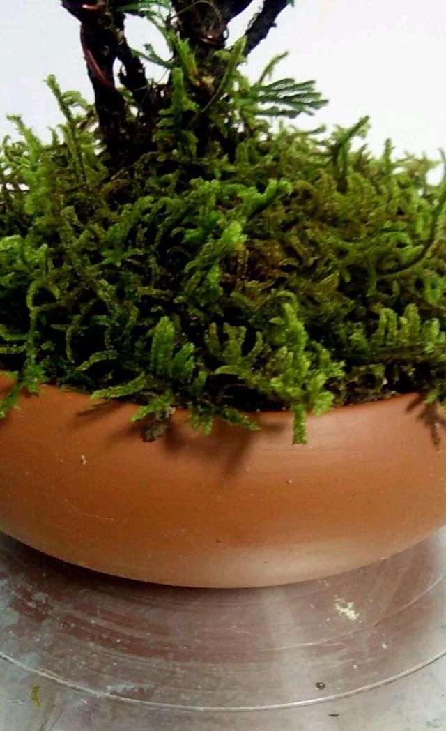 这花号称“死不了”，干透浇点水，叶子绿油油