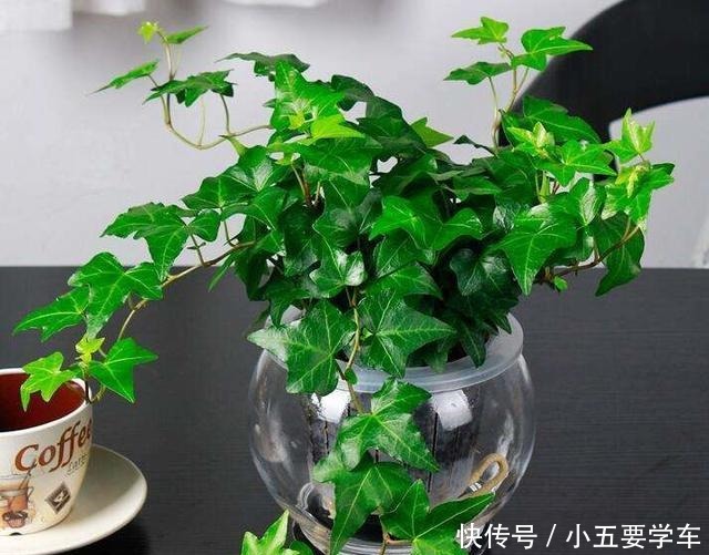 卧室最适合养这3种花,吸废气睡觉好,叶子油亮颜值高!