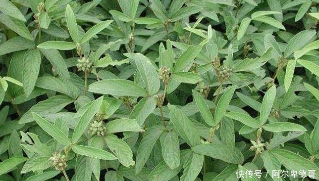 野菜|农村的这些野菜，可以延缓衰老、滋阴润燥，现在知道还不晚！