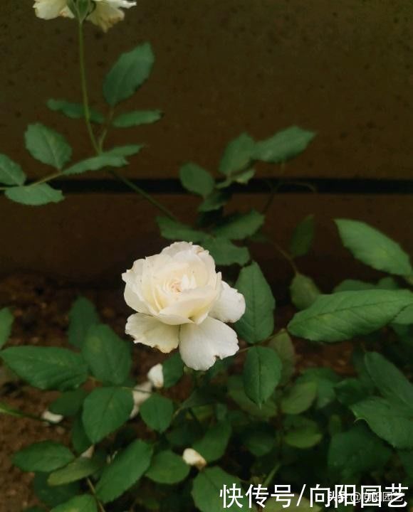 月季|幼苗月季买回家，先把花苞剪掉，留着没用，前期修剪后期开花