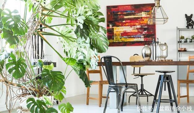 太多人不知道,在家里放上这几款植物,既能驱蚊还能吸甲醛