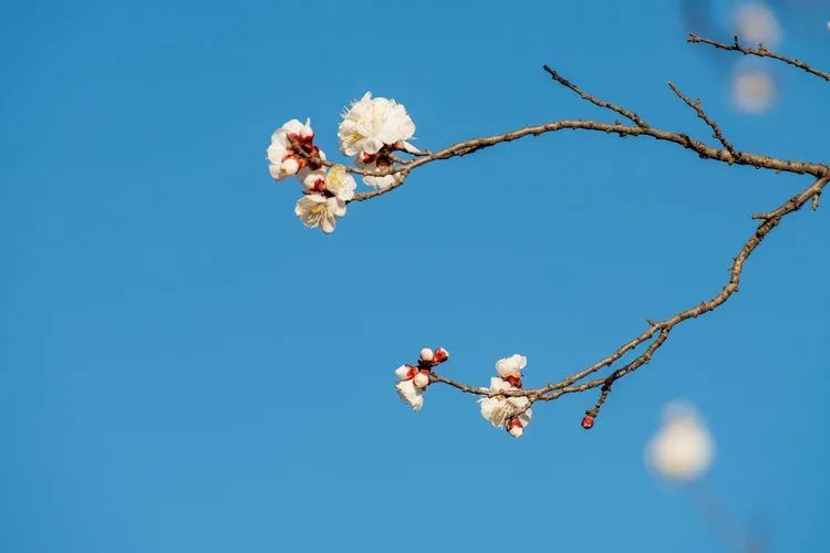 又是一年杏花开，趁着春日烂漫，一起去踏青赏花呀